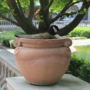Goose in a Flower Pot