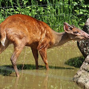 Mexican Red Brocket
