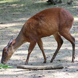 Mexican Red Brocket