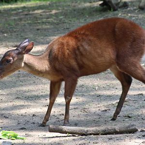 Mexican Red Brocket