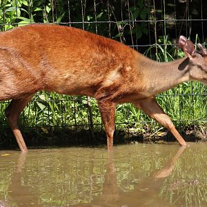 Mexican Red Brocket