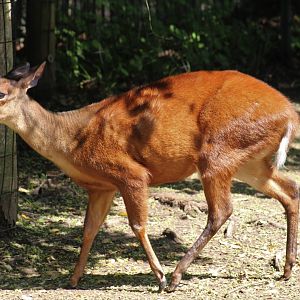 Mexican Red Brocket