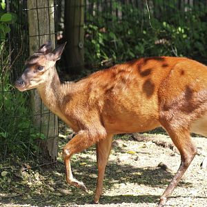 Mexican Red Brocket