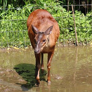 Mexican Red Brocket