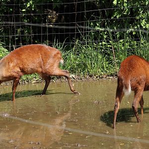 Mexican Red Brockets
