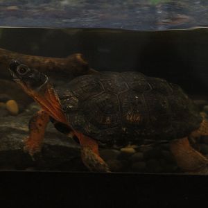 North American Wood Turtle