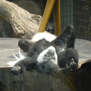 Colobus relaxing
