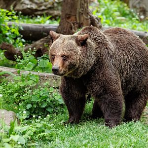 European Brown Bear / Welsh Mountain Zoo / 15-5-22