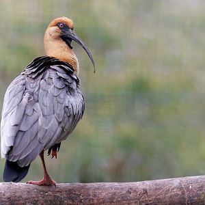 Black faced Ibis / Welsh Mountain Zoo / 15-5-22