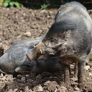 Visayan warty pigs - 20 April 2022