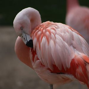 Chilean flamingo - 20 April 2022