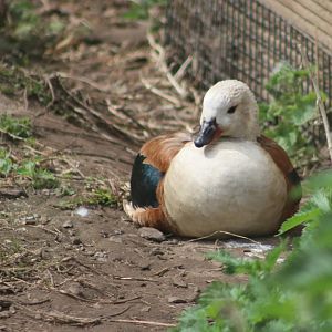 Orinoco goose - 20 April 2022