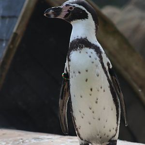 Humboldt penguin - 20 April 2022