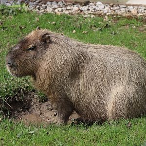 Capybara - 20 April 2022