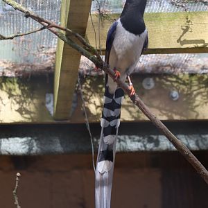 Red-billed blue magpie - 20 April 2022