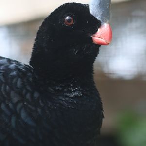 Southern helmeted curassow - 20 April 2022