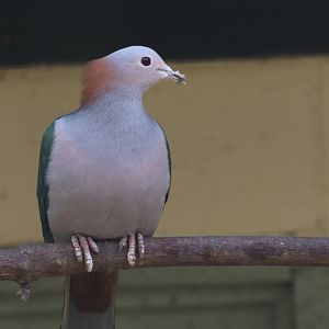 Chestnut-naped imperial pigeon - 20 April 2022