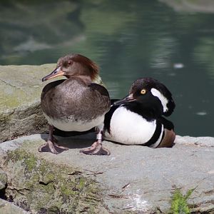Hooded mergansers - 20 April 2022