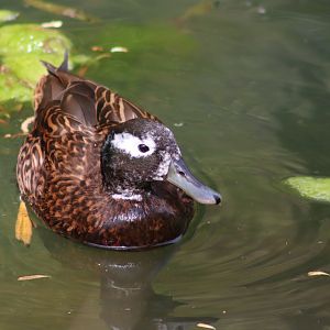 Laysan teal - 20 April 2022