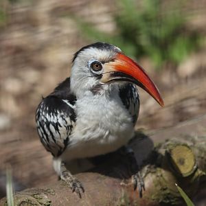 Red-billed hornbill - 20 April 2022