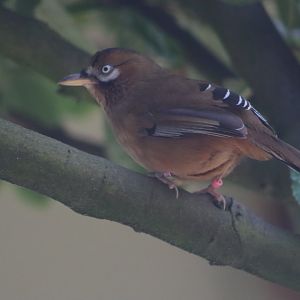 Moustached laughingthrush - 20 April 2022