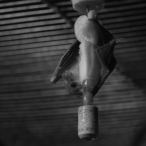 Egyptian fruit bat - 20 April 2022