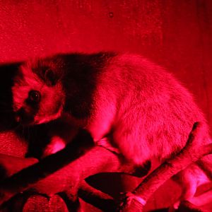 Northern Luzon giant cloud rat - 20 April 2022