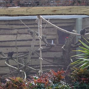 Goeldi's monkey enclosure - 20 April 2022