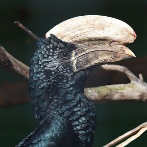 Silvery-cheeked hornbill - 20 April 2022