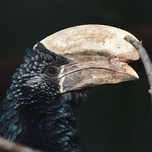 Silvery-cheeked hornbill - 20 April 2022