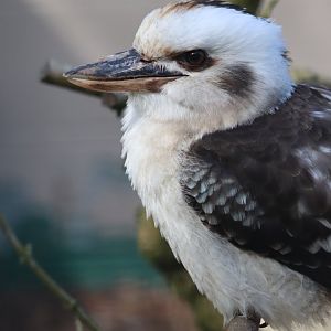 Laughing kookaburra - 20 April 2022