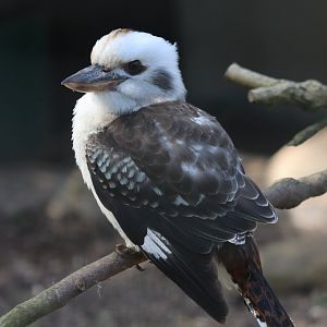 Laughing kookaburra - 20 April 2022