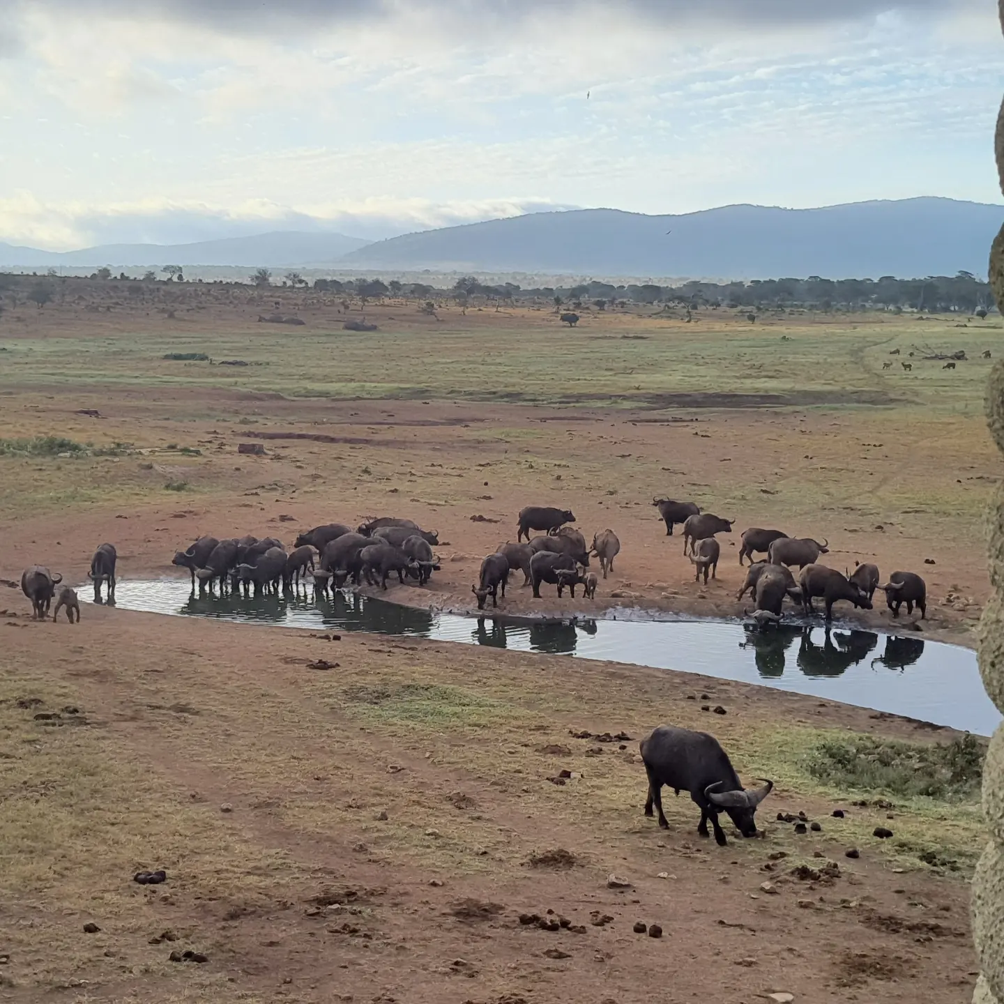 Cape Buffalo herd