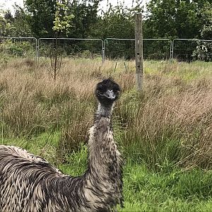 Emu (Ricarton Garden centre)