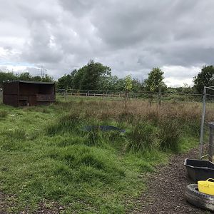 Emu enclosure (Ricarton garden centre)