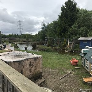 Duck pond (Ricarton garden centre)