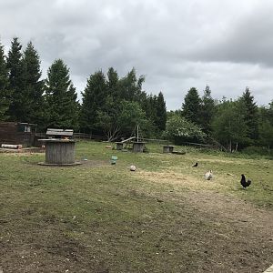 Pony field (Ricarton garden centre)