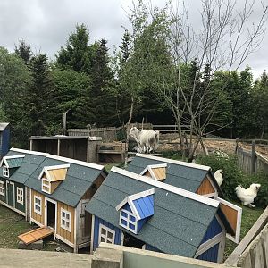 Chickens and a goat (Ricarton garden centre)