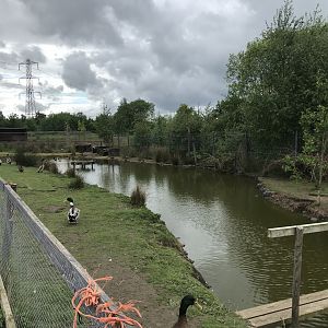 Duck pond (2) (Ricarton garden centre)