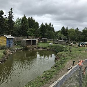 Duck pond (3) (Ricarton garden centre)