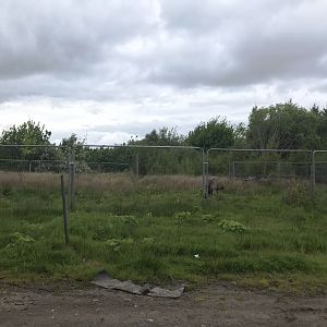 Emu enclosure (3) (Ricarton garden centre)
