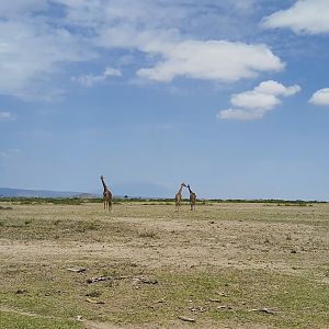 Masai giraffes