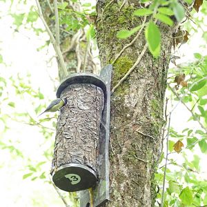 Blue Tit on nest box, May 2022