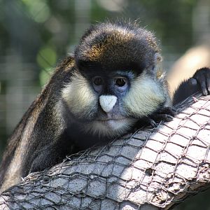 Schmidt's Red-Tailed Guenon