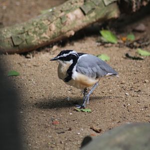 Egyptian Plover