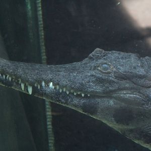 West African Slender-Snouted Crocodile