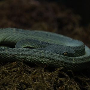 Side-Striped Palm-Pitviper
