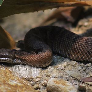 Del Nido Ridge-Nosed Rattlesnake