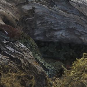 Moellendorf's Ratsnake