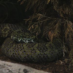 Mangshan Pitviper